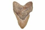 5.23" Fossil Megalodon Tooth - North Carolina - #201912-1